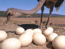 самые крупные яйца несут страусы